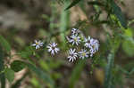 Common blue wood aster